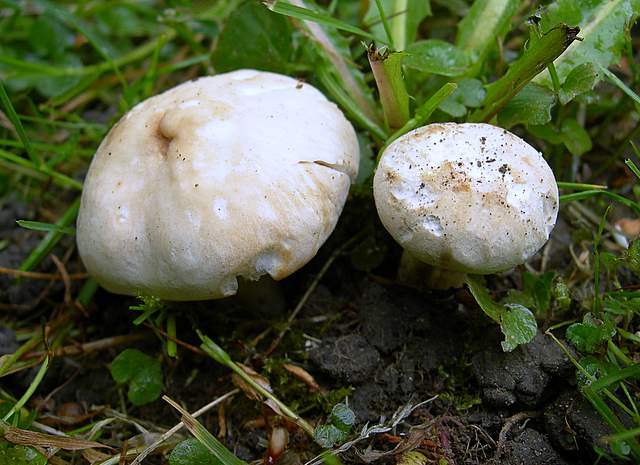 Caresta...penuria e tempi duri.....